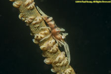 sea whip shrimp